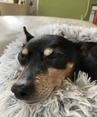 Lenny – Hund – Bild 3