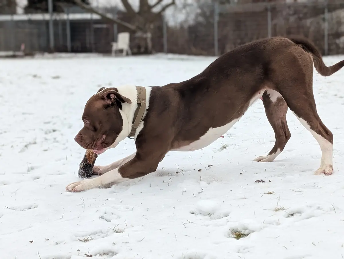 Quinn - American Staffordshire Terrier - Bild 1