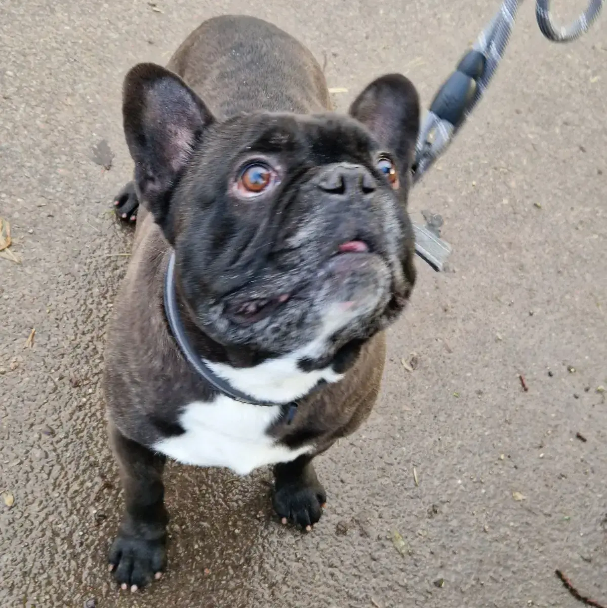 Kuma und Thor - Französische Bulldogge - Bild 15