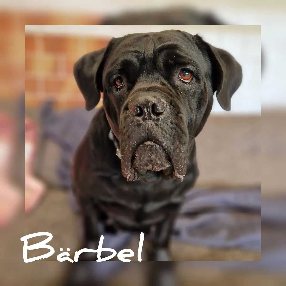 Bärbel -  - Bild 1