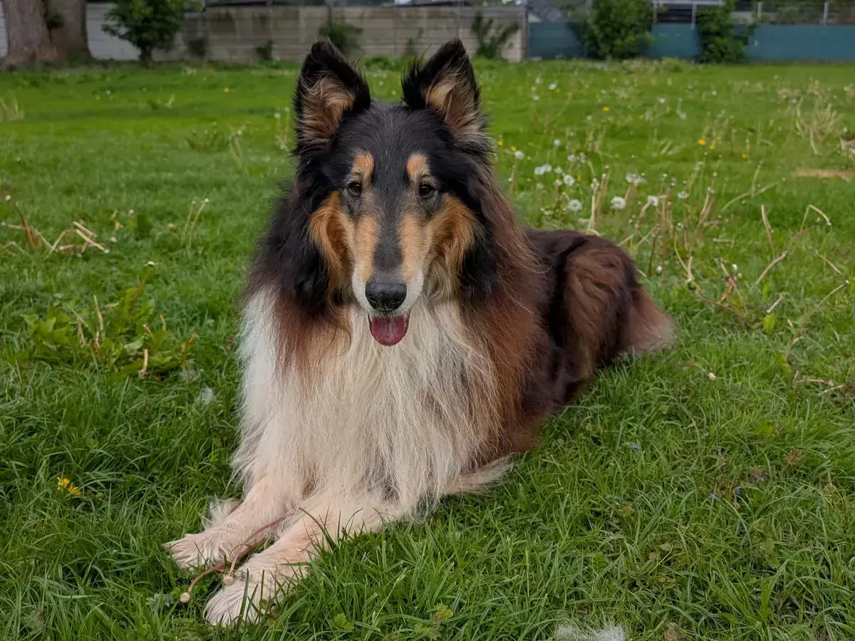 Fiete - Border Collie - Bild 1