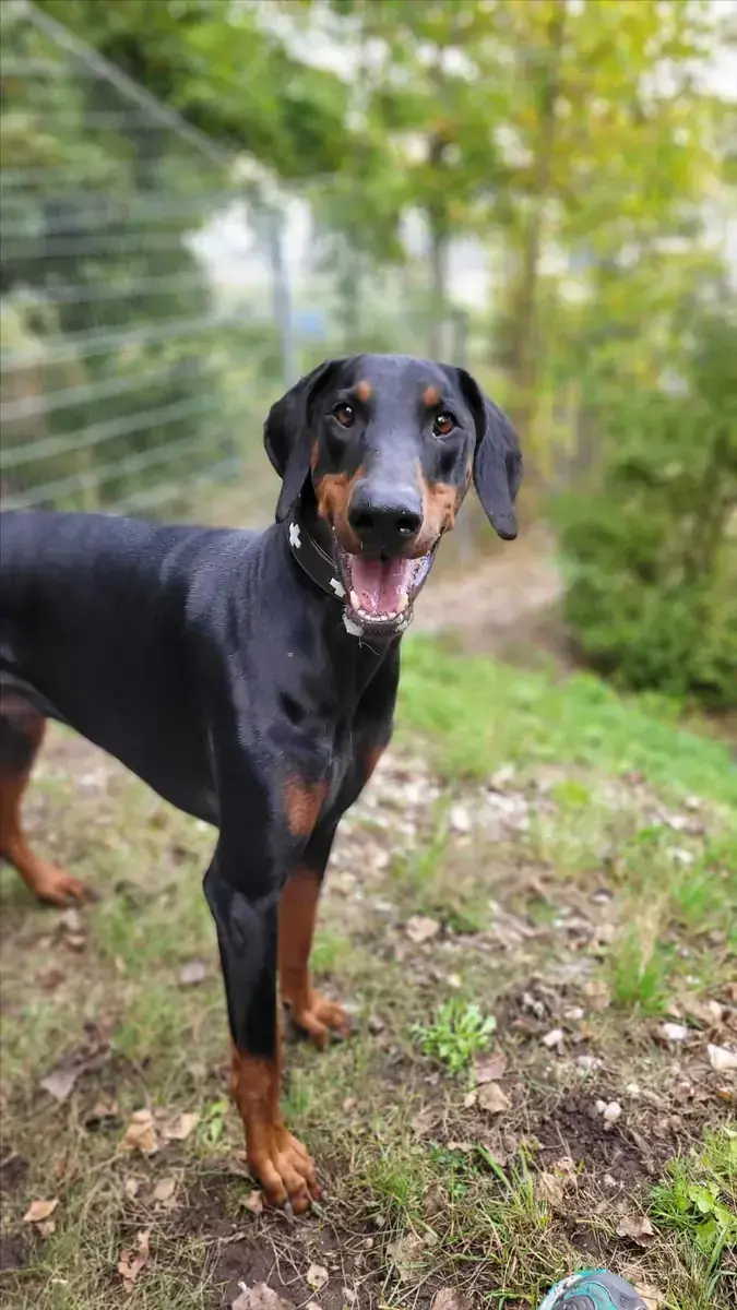 Dobermann ZEUS