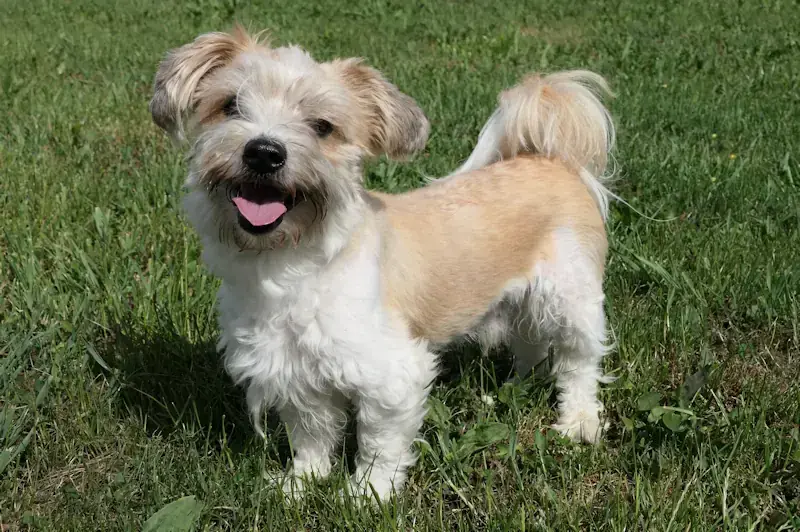 Don Fussel - Bichon Frisé - Bild 3