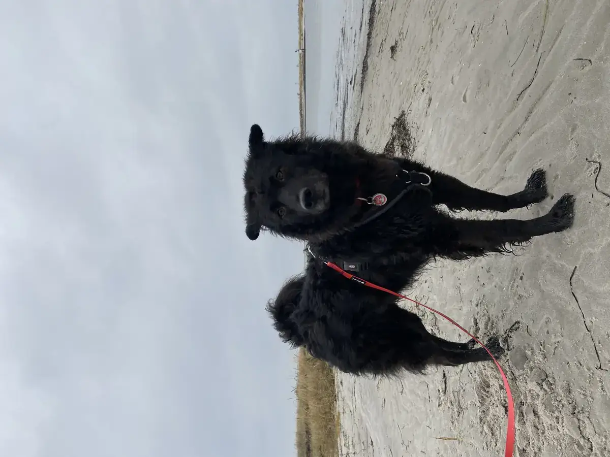 Carlo - Deutscher Schäferhund, Mudi - Bild 5