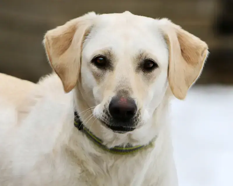 Nelly - Labrador Retriever - Bild 3