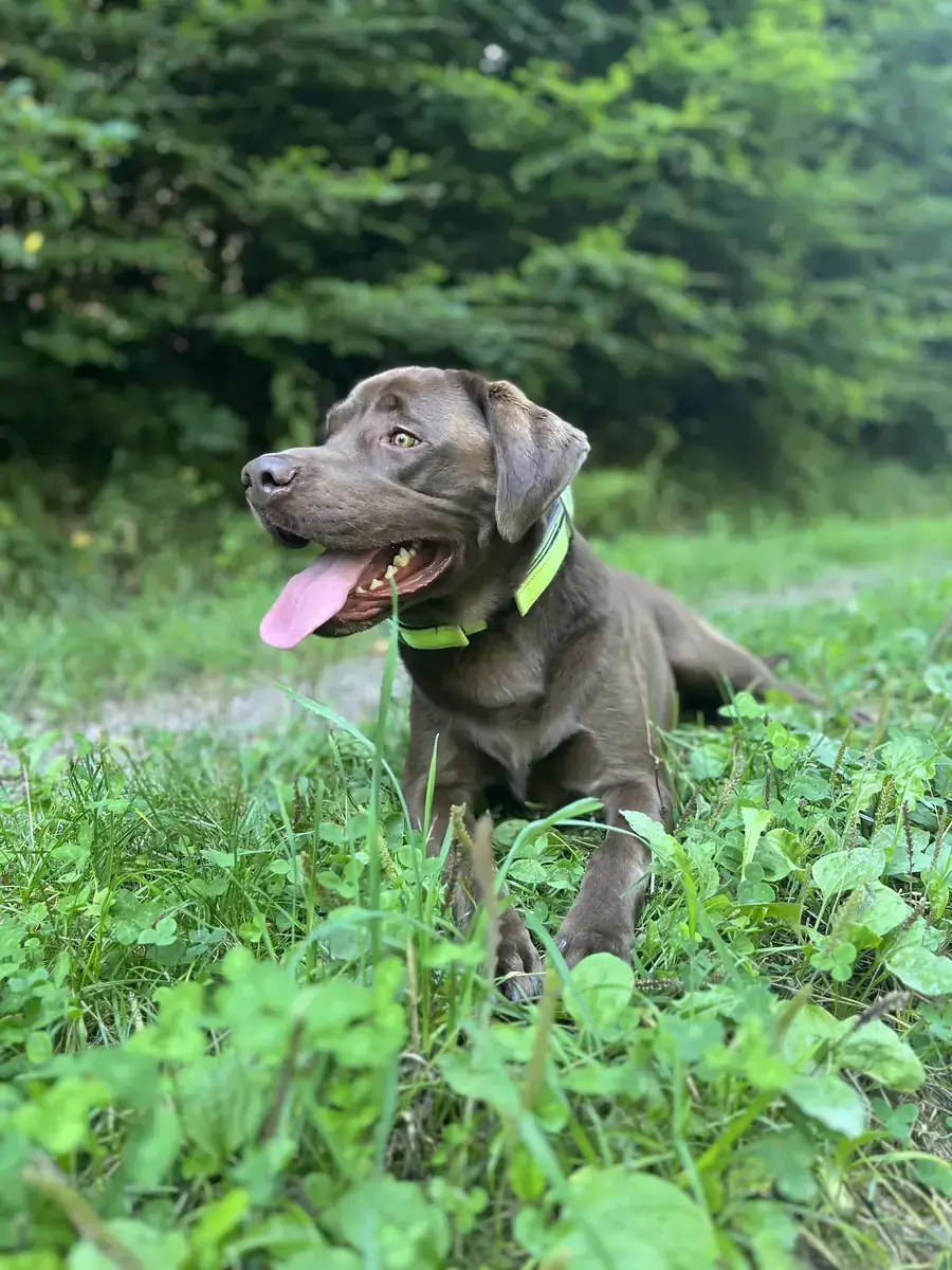 Chester - Labrador Retriever - Bild 3