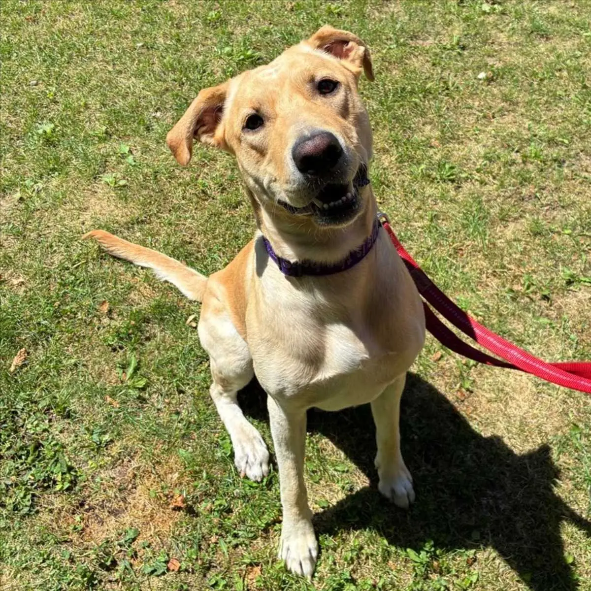 Max - Labrador Retriever - Bild 3