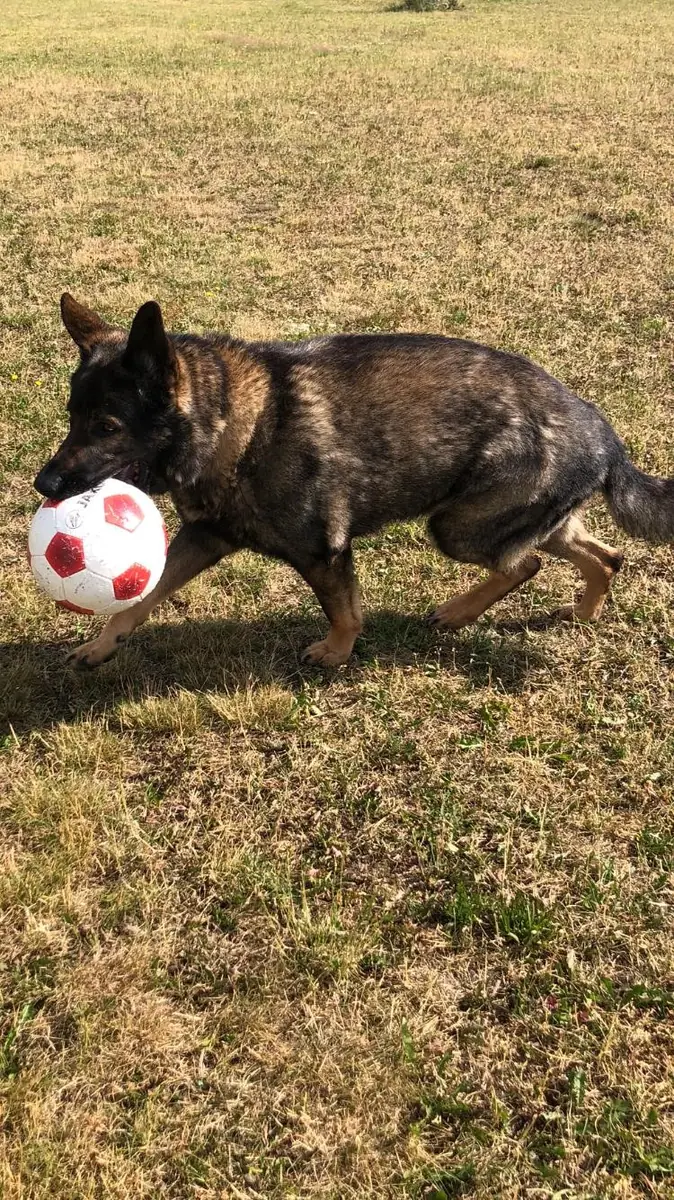 Ricco - Deutscher Schäferhund - Bild 5