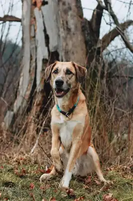 Bailey – Hund – Bild 2