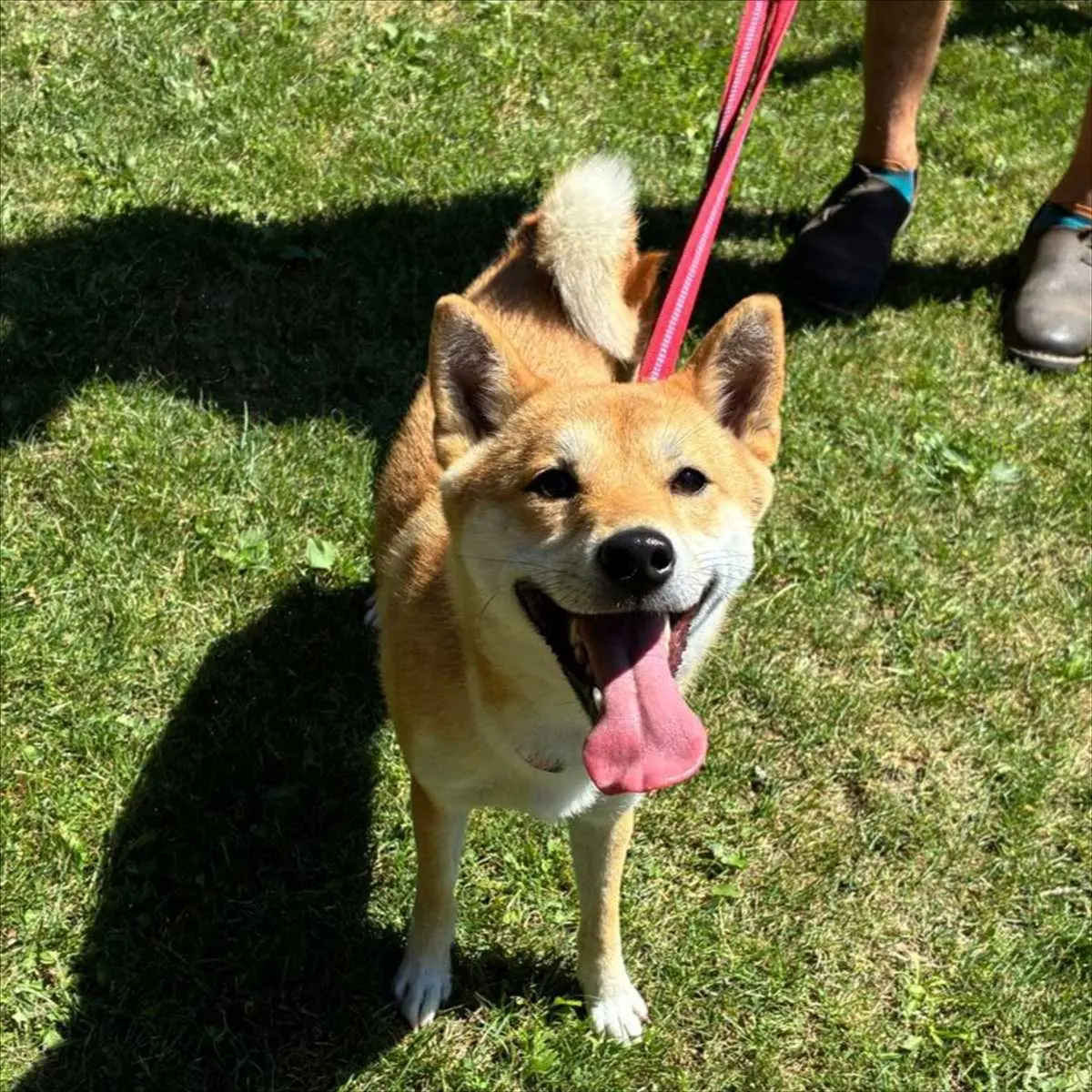 Kali - Shiba - Bild 1