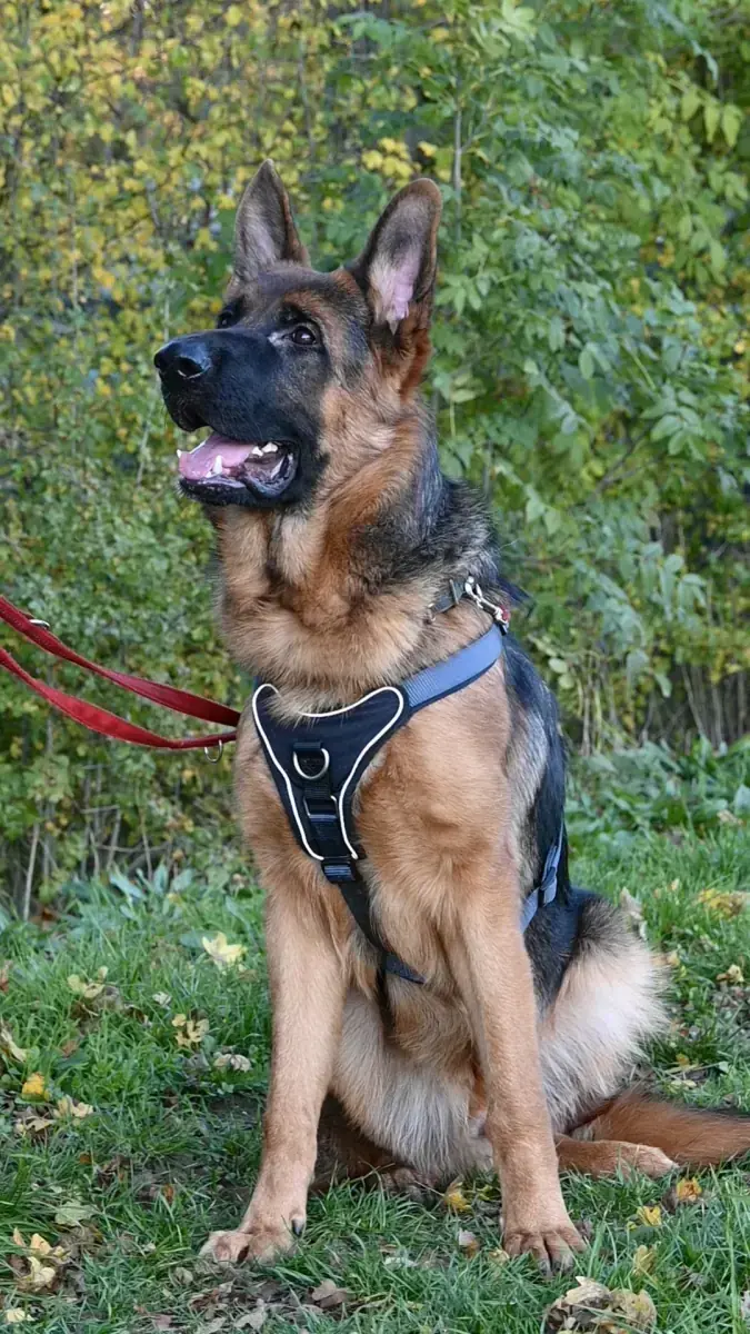 Evoli - Deutscher Schäferhund - Bild 4