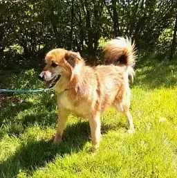 Benji -  - Bild 1