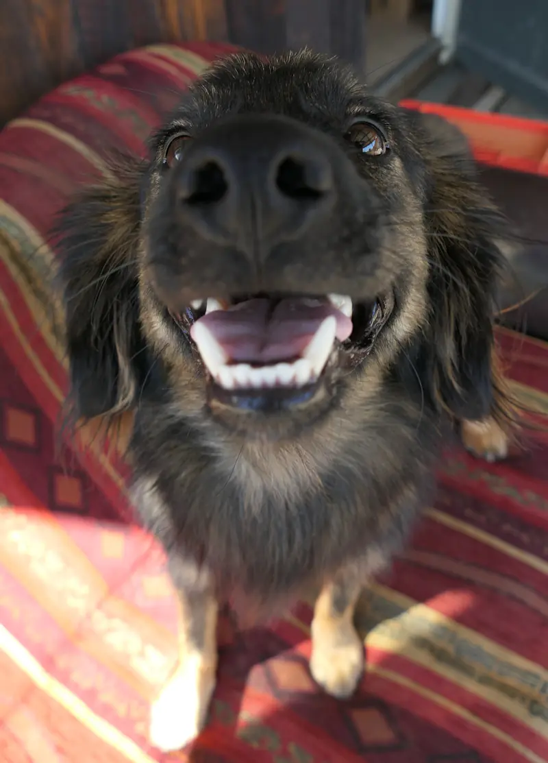 Kalle -  - Bild 3