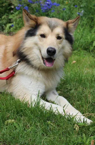Jack -  - Bild 4