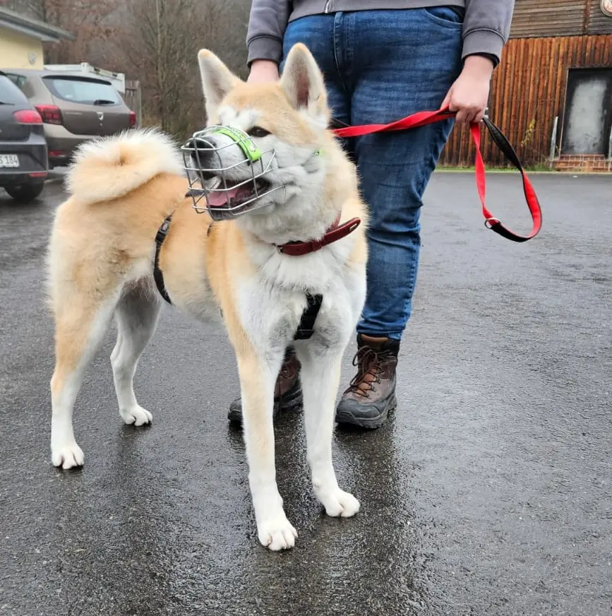 Liz - Akita - Bild 6