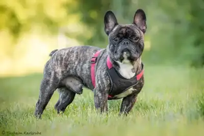 Lucky – Französische Bulldogge – Bild 2