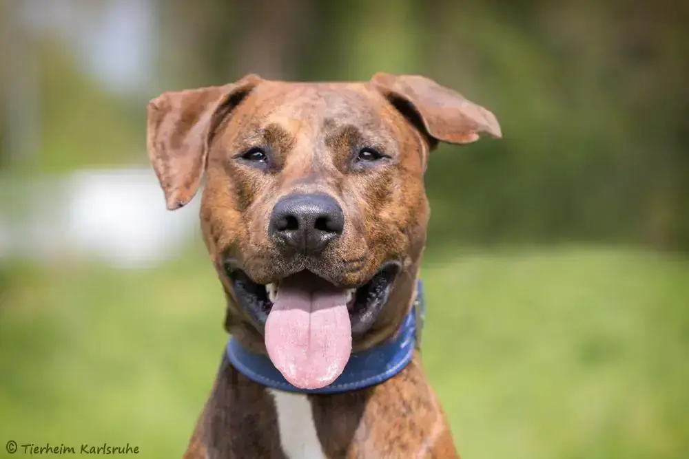 Rhodesian Ridgeback, Deutscher Boxer, Dobermann Archi