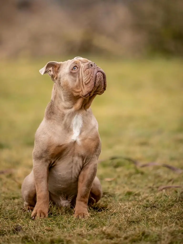 Aramis - Englische Bulldogge - Bild 4