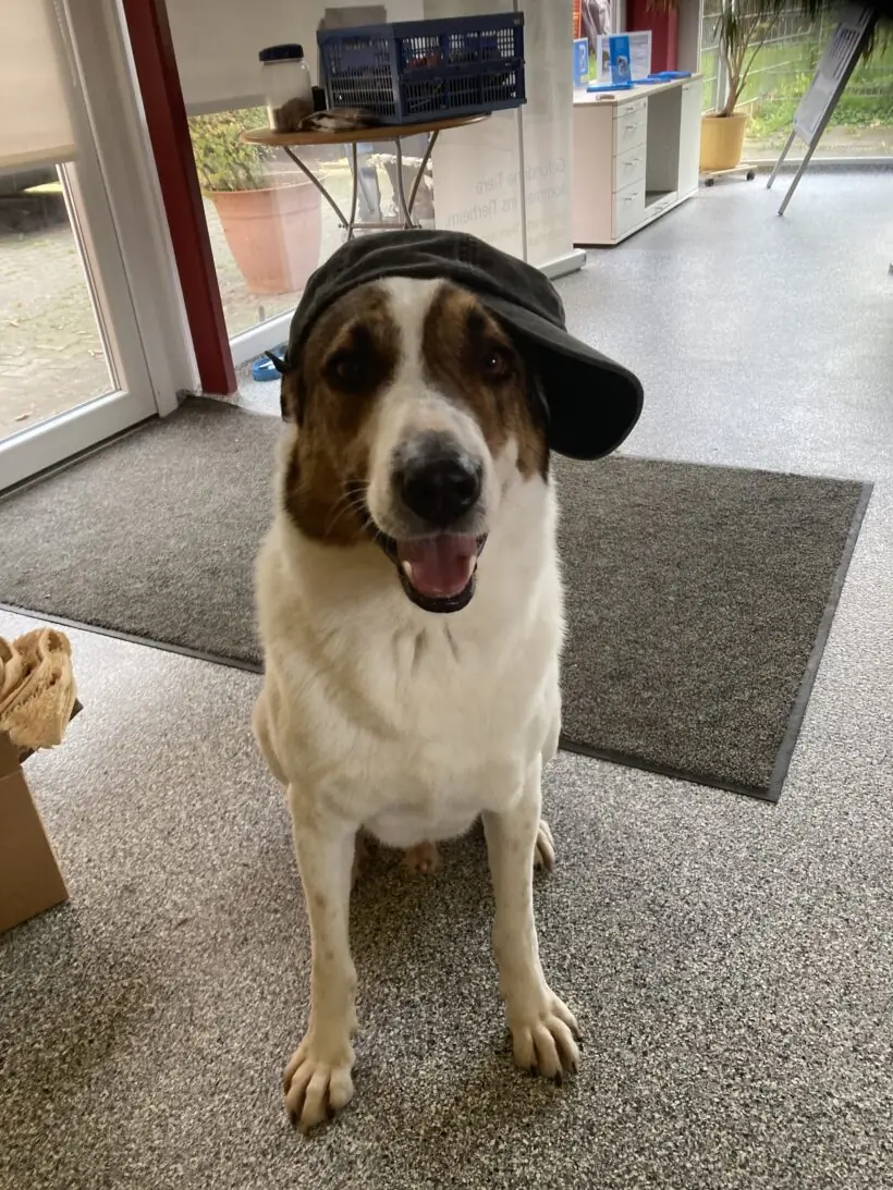 Jack -  - Bild 20