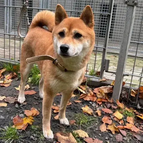 Susann - Shiba - Bild 2