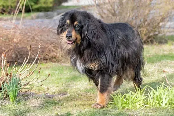 Rambo - Hovawart - Bild 2