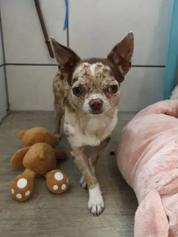 Hugo - Chihuahua - Bild 15