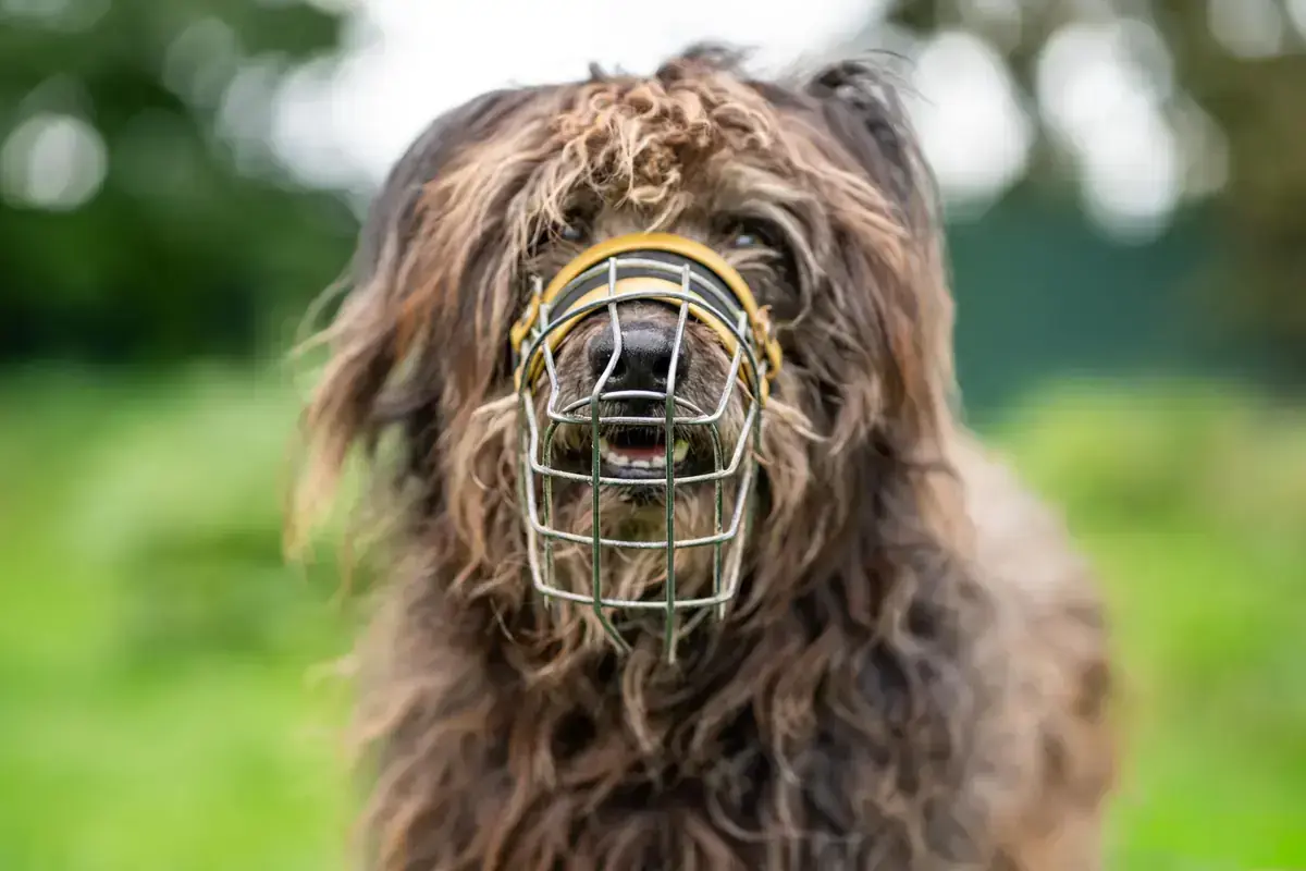 Linus – Hund – Bild 2