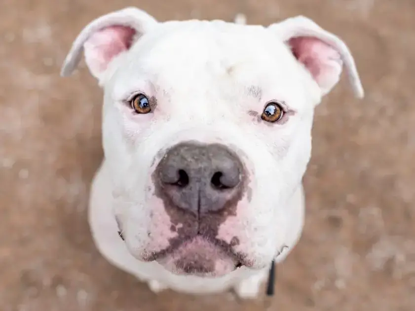 Togo - American Staffordshire Terrier - Bild 1