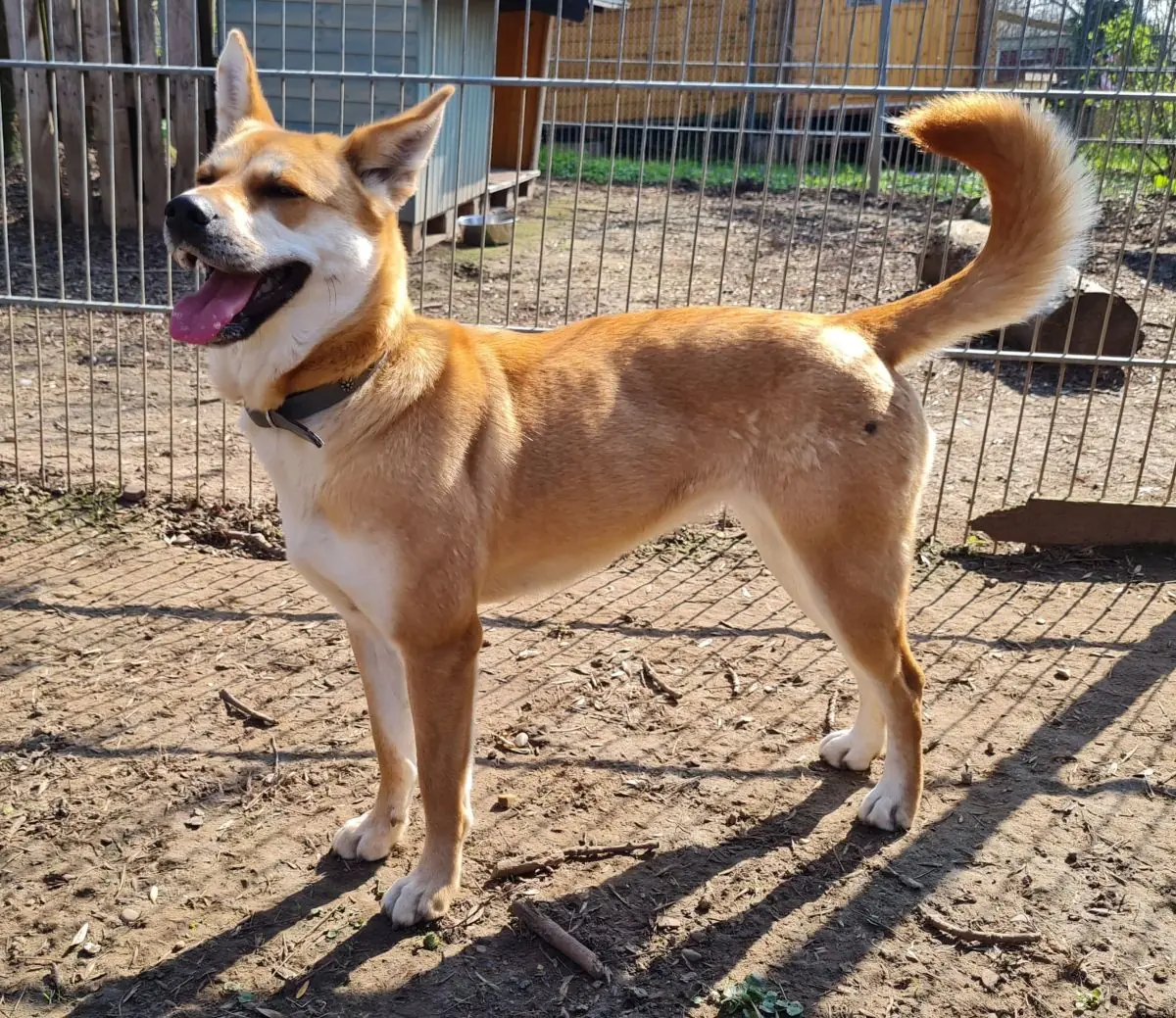 Yuma - Akita - Bild 1