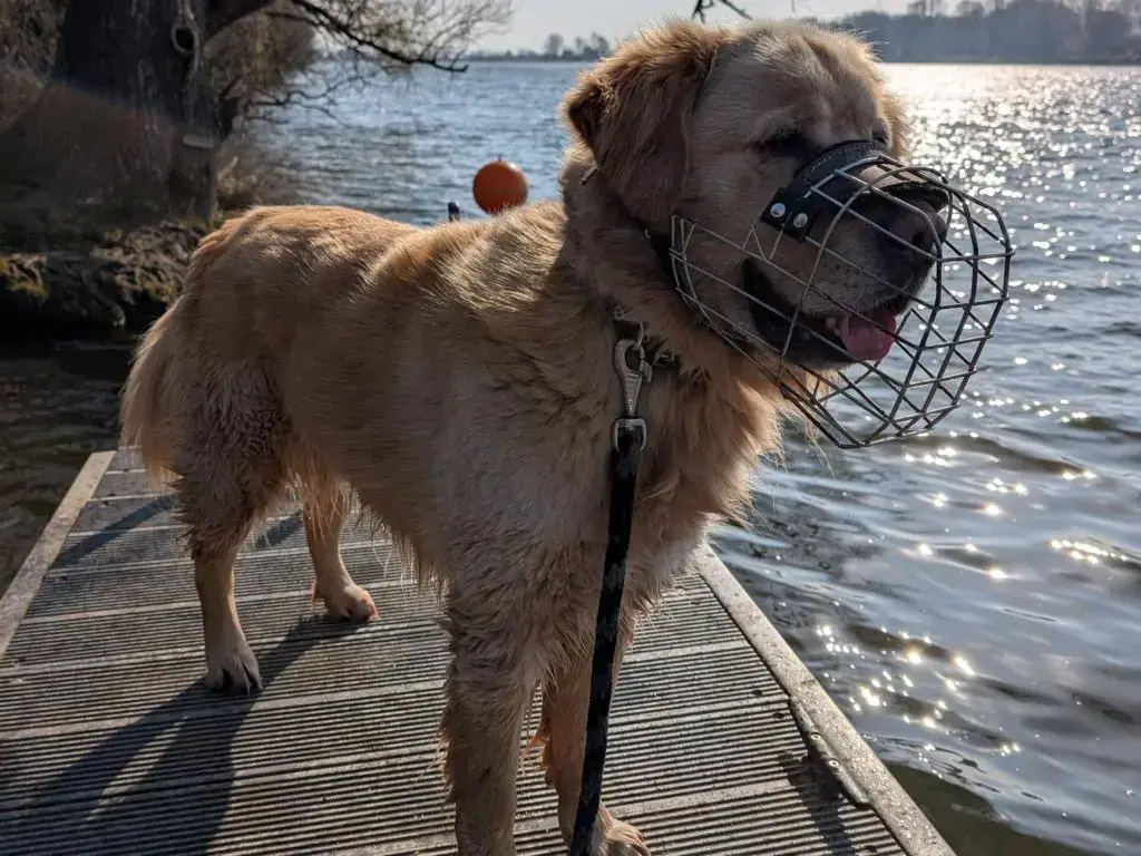 Lord - Golden Retriever - Bild 3