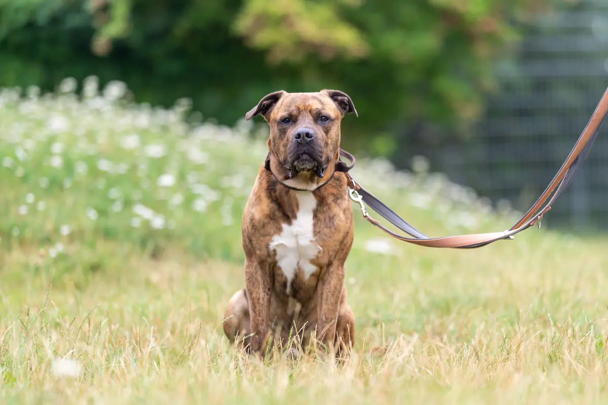 Gruffy - American Staffordshire Terrier - Bild 3