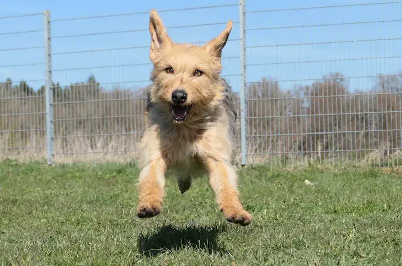 Becca - Serbischer Laufhund - Bild 1