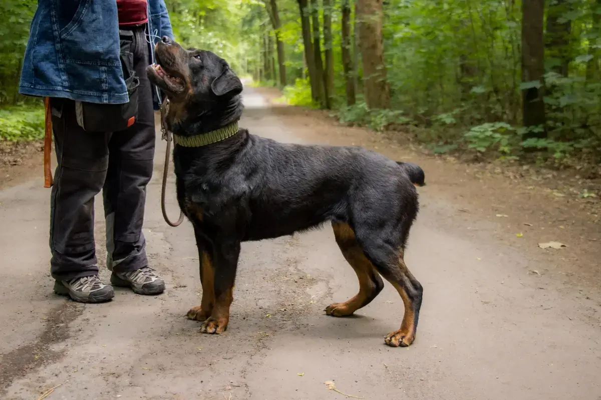 Ophelia - Rottweiler - Bild 6