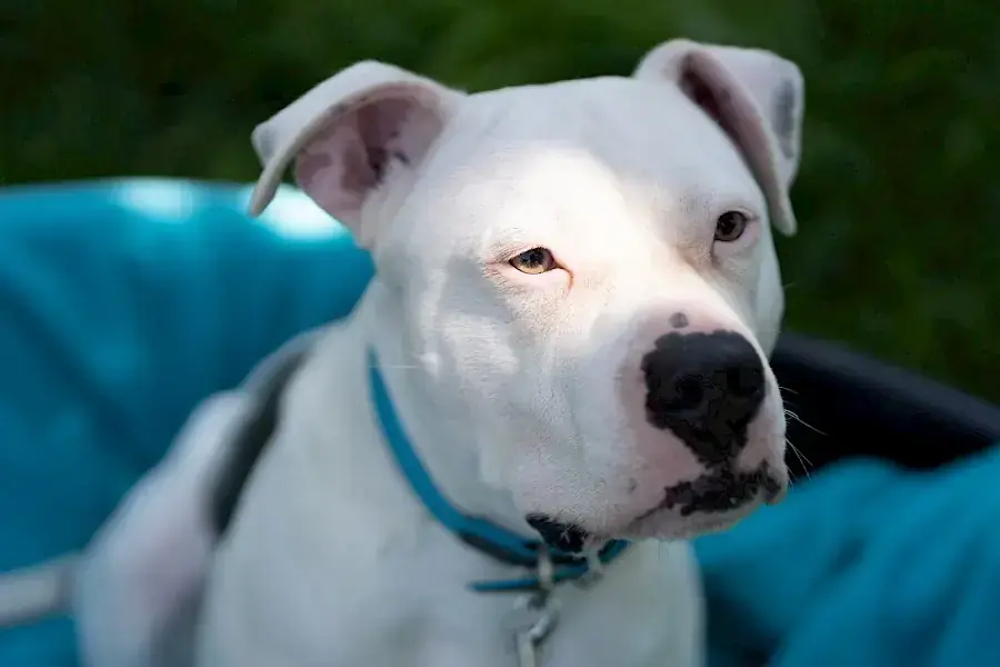 Apollo - American Staffordshire Terrier - Bild 11