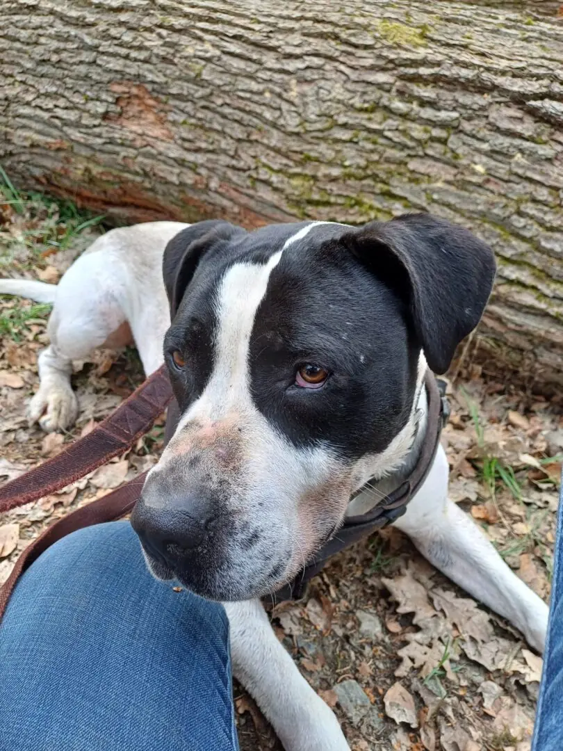 Elvis - American Staffordshire Terrier - Bild 5