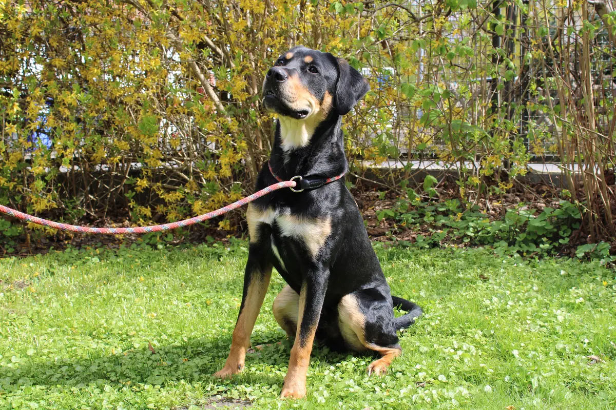 Bali - Labrador Retriever, Deutscher Schäferhund - Bild 2