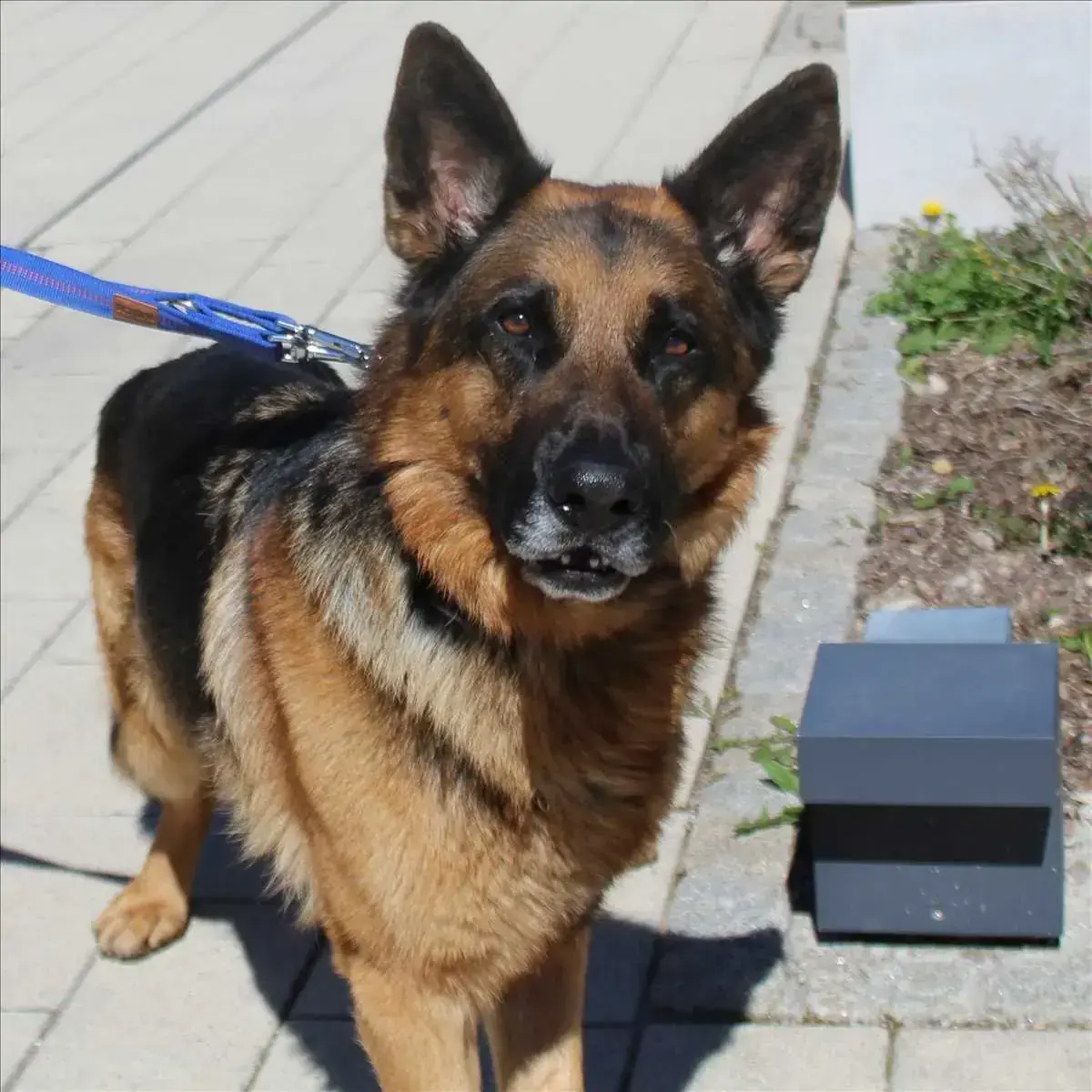Milou - Deutscher Schäferhund - Bild 2
