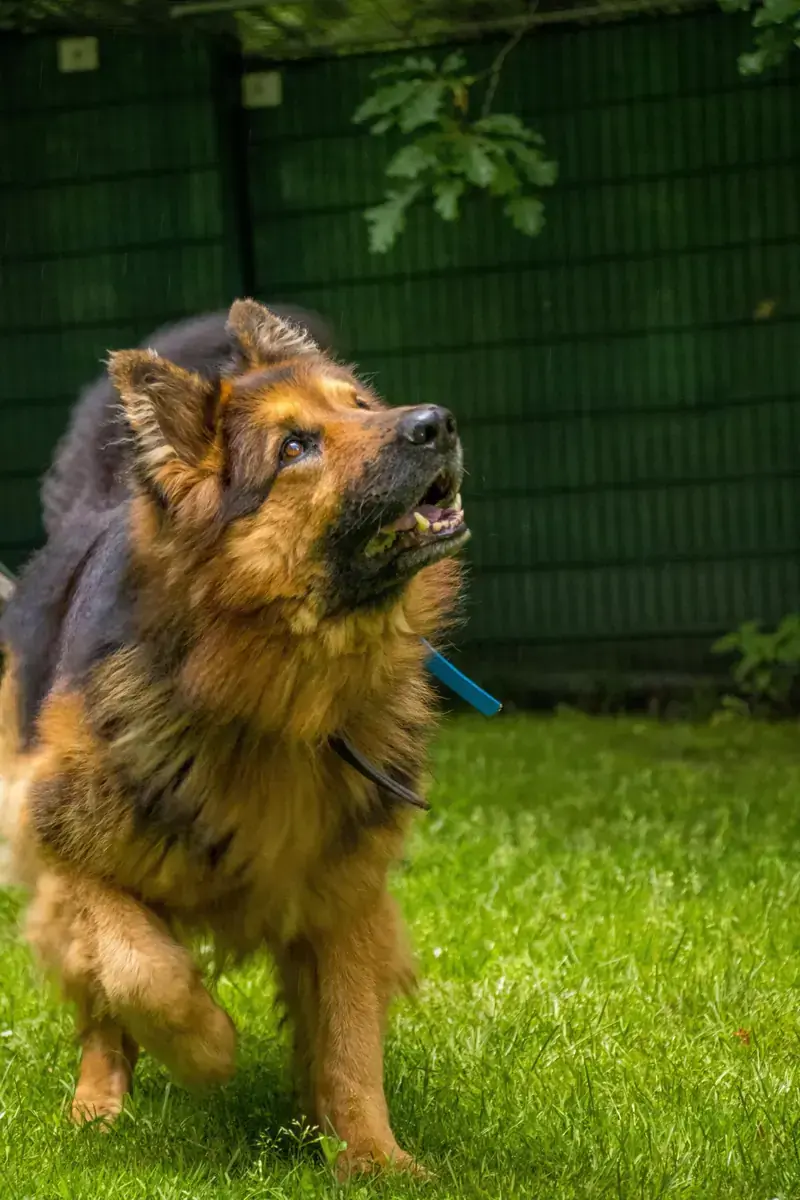 Prinz - Deutscher Schäferhund - Bild 4