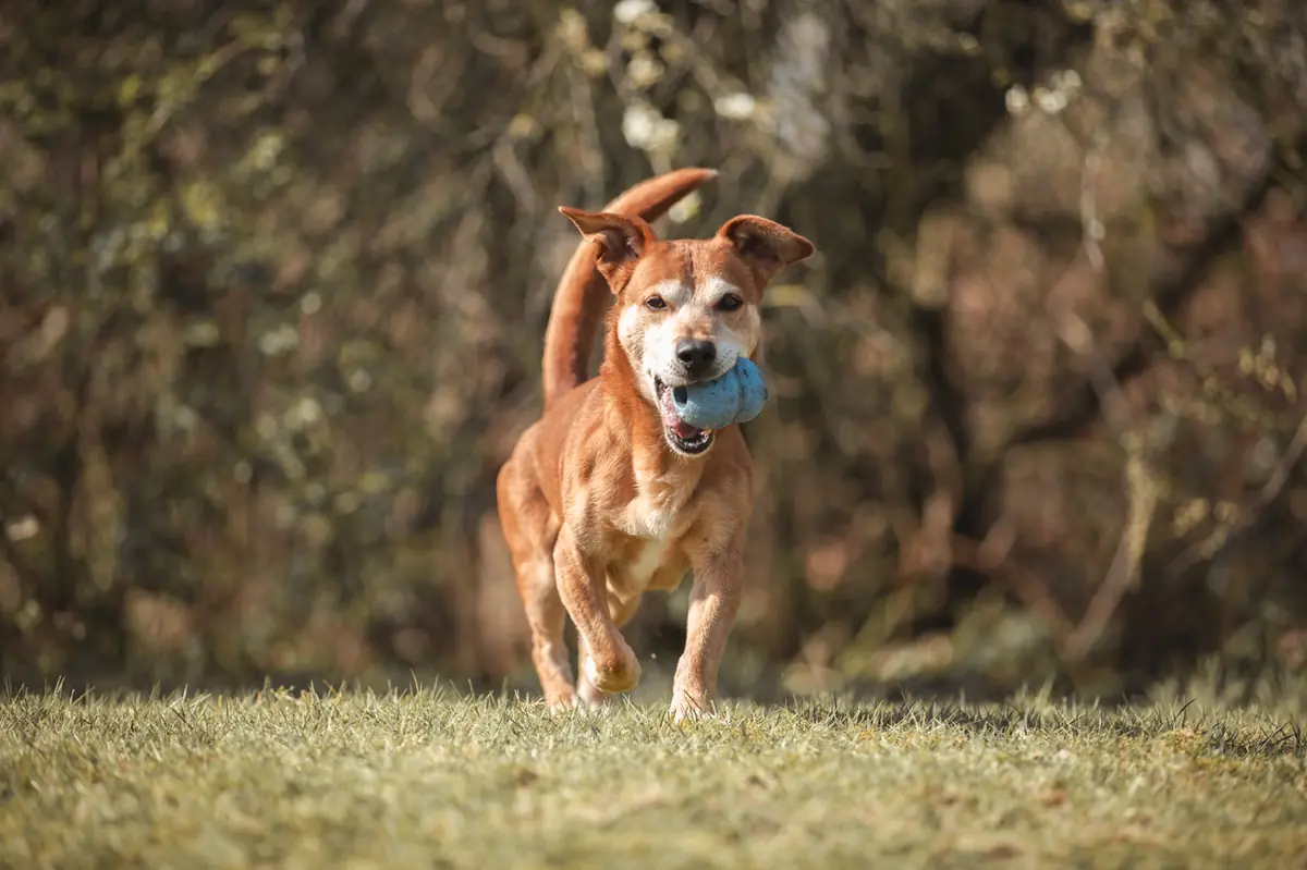 Aslan - Dackel - Bild 4