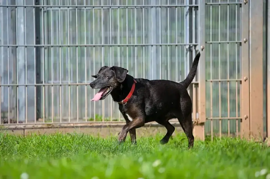 Strolchi - Deutscher Pinscher - Bild 4