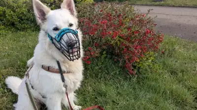 Wotan – Hund – Bild 10