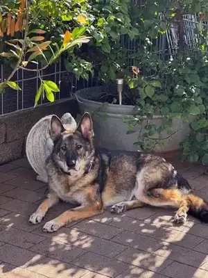 Wölfchen – Hund – Bild 2