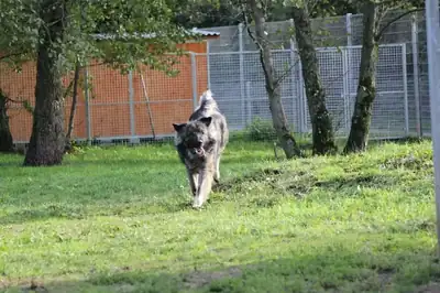 Rocky – Šarplaninac – Bild 18