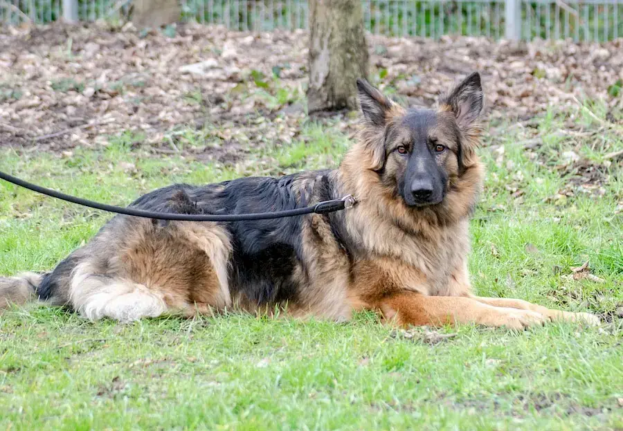 Henry - Deutscher Schäferhund - Bild 7