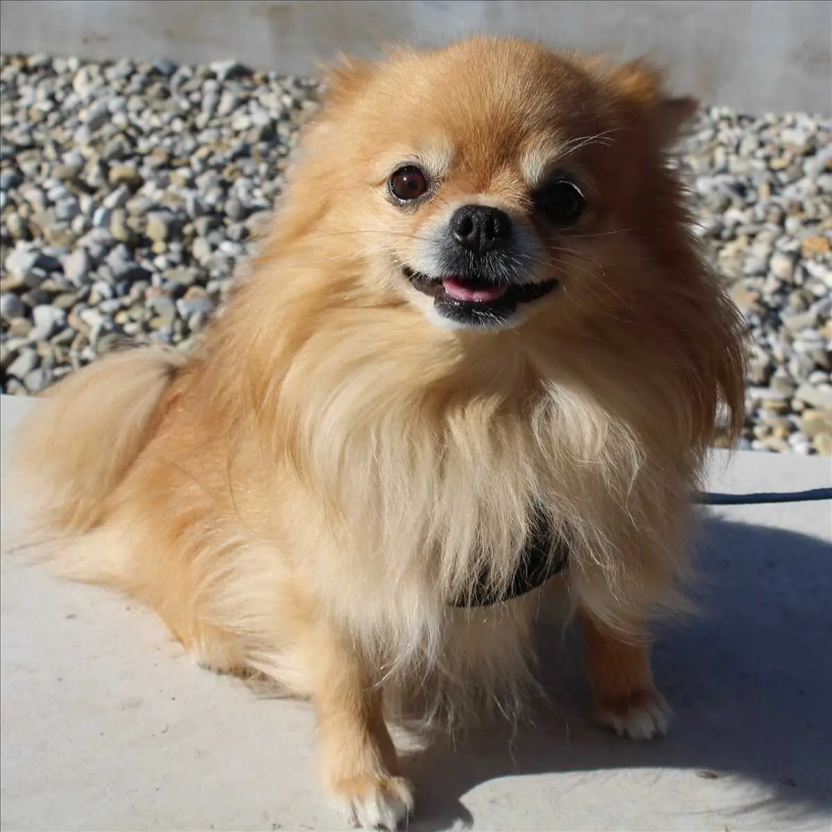 Bilbo - Chihuahua - Bild 1