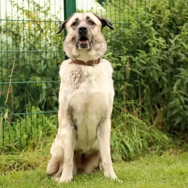 Fly - Kangal-Hirtenhund - Bild 2