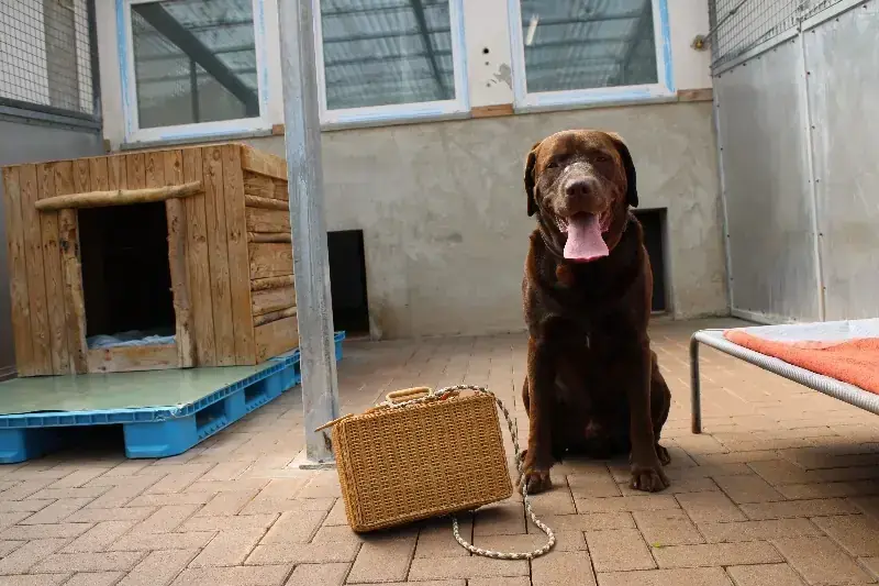 Neo - Labrador Retriever - Bild 2