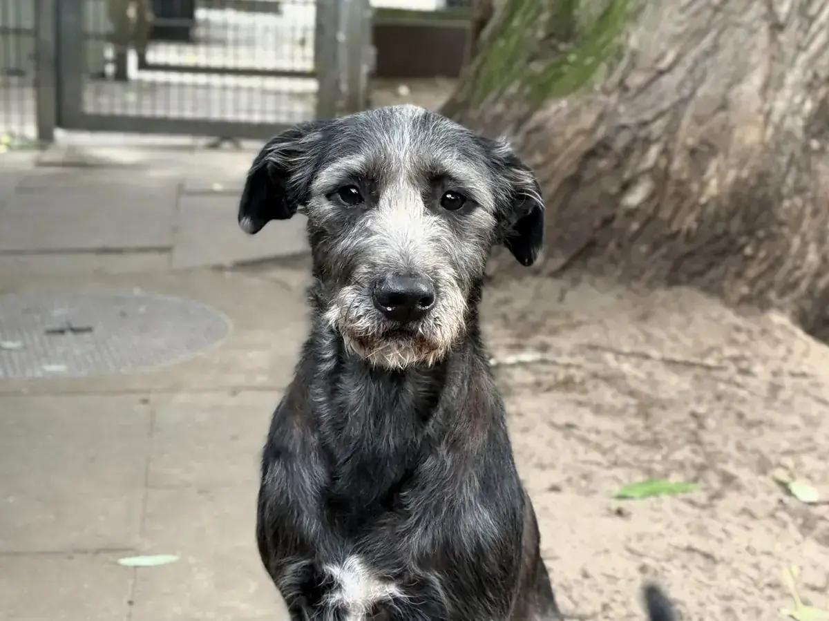 Riesenschnauzer-Mix Cleo