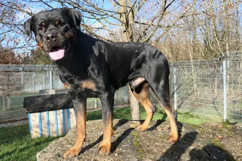 Muffin - Rottweiler - Bild 2