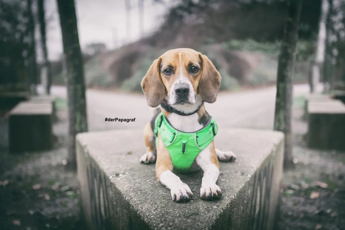 Timo - Beagle - Bild 14